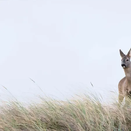 5534-hvide-sande-sonder-klitvej-84-4 *