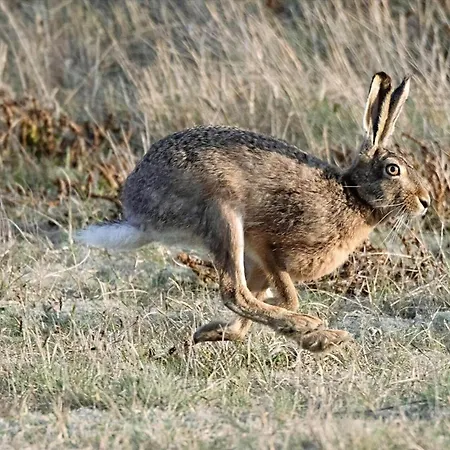 Daire 5534-hvide-sande-sonder-klitvej-84-4 Havrvig