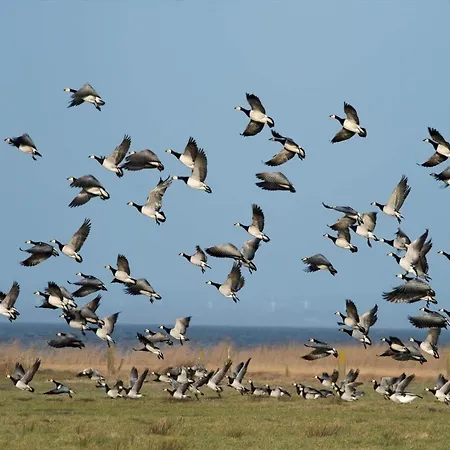 5534-hvide-sande-sonder-klitvej-84-4 Havrvig